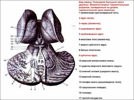 Нижняя мозжечковая ножка