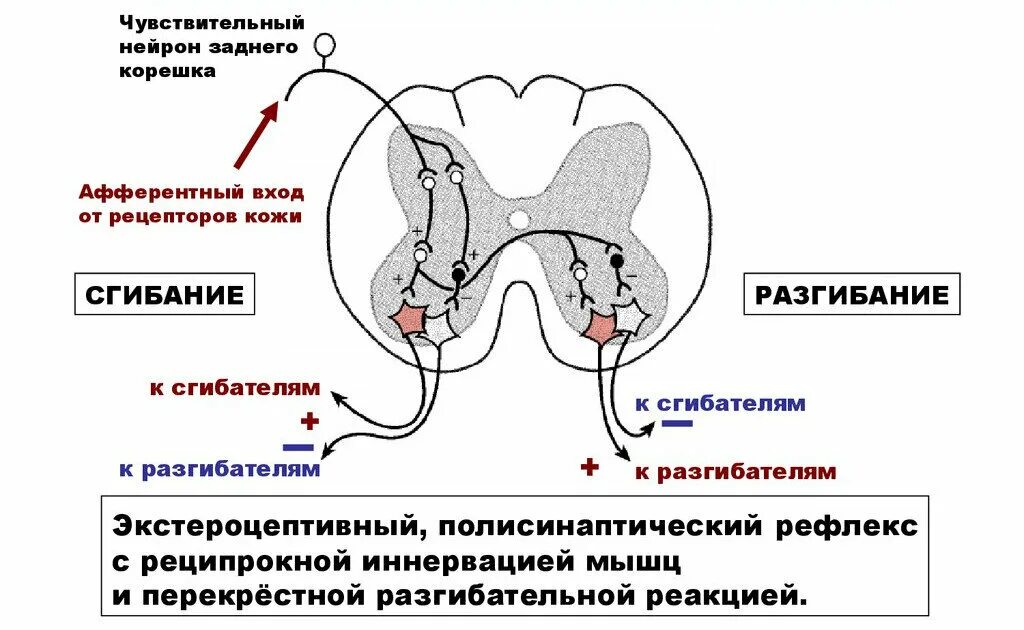 Обеспечивает реализацию защитных рефлексов