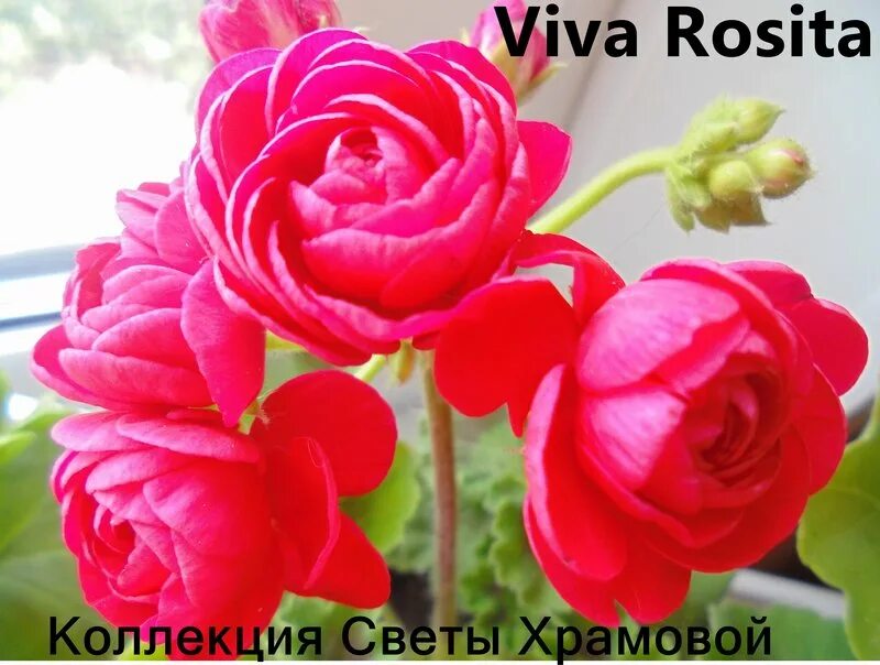 Вите не понравились цветы. Пеларгония Viva Rosita. Пак Вива Розита пеларгония.