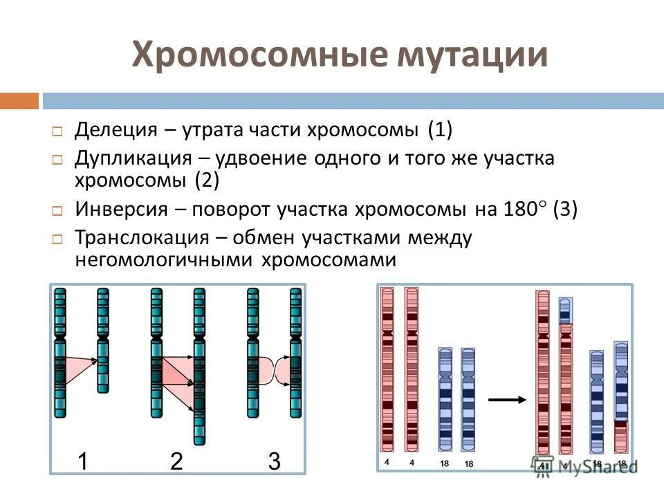 Изменения первой хромосомы