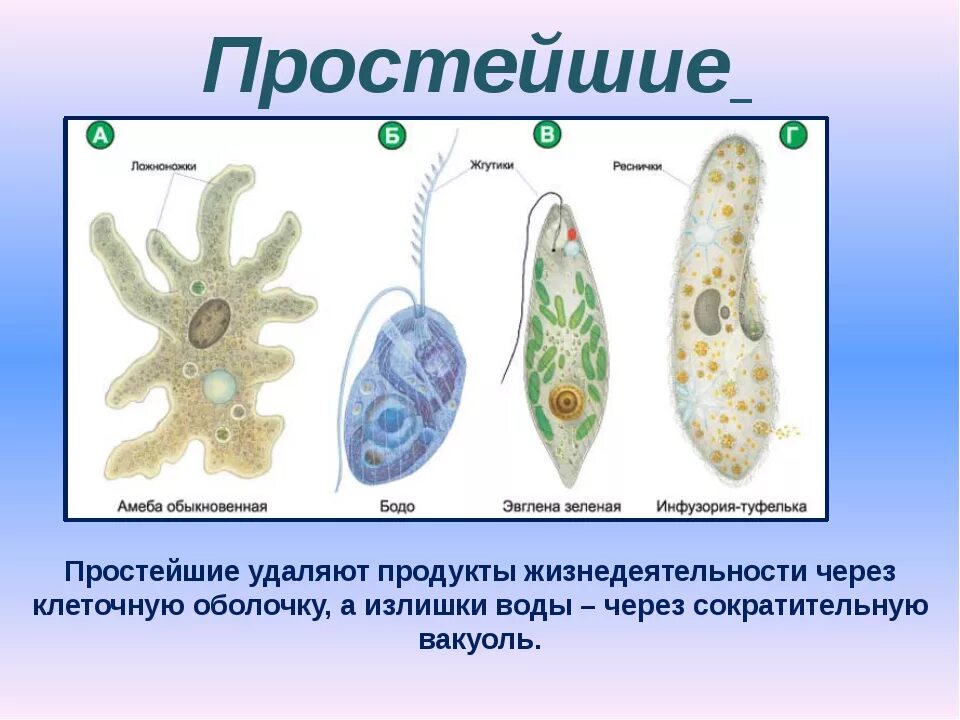 Покрытосеменные одноклеточные. Типы одноклеточных животных. Виды простейших организмов. Одноклеточные формы жизни. Жизнедеятельность простейших.