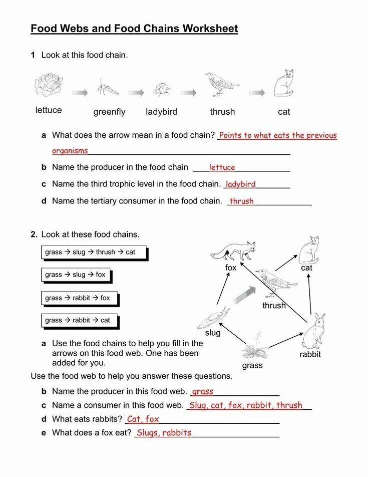 Chain answers. Food chain worksheets. food chain worksheet for kids. food pyramid worksheet.