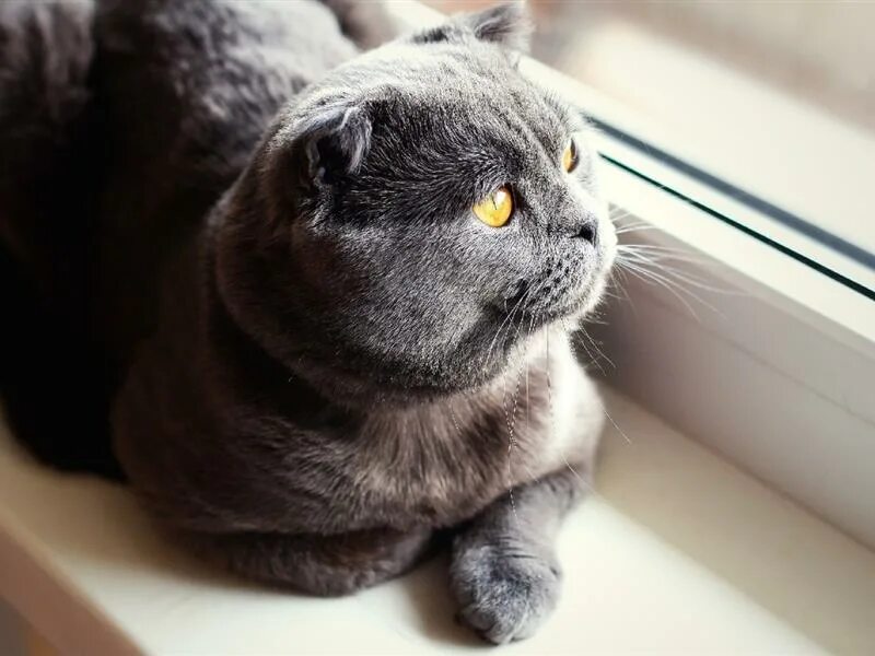 фолд на вязку. коты для вязки шотландские вислоухие. спаривание шотландки с бенгальским котом. коты вислоухие вязка. вязка котов британский вислоухий.