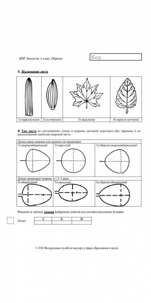 Процессы в листьях впр 6 класс биология