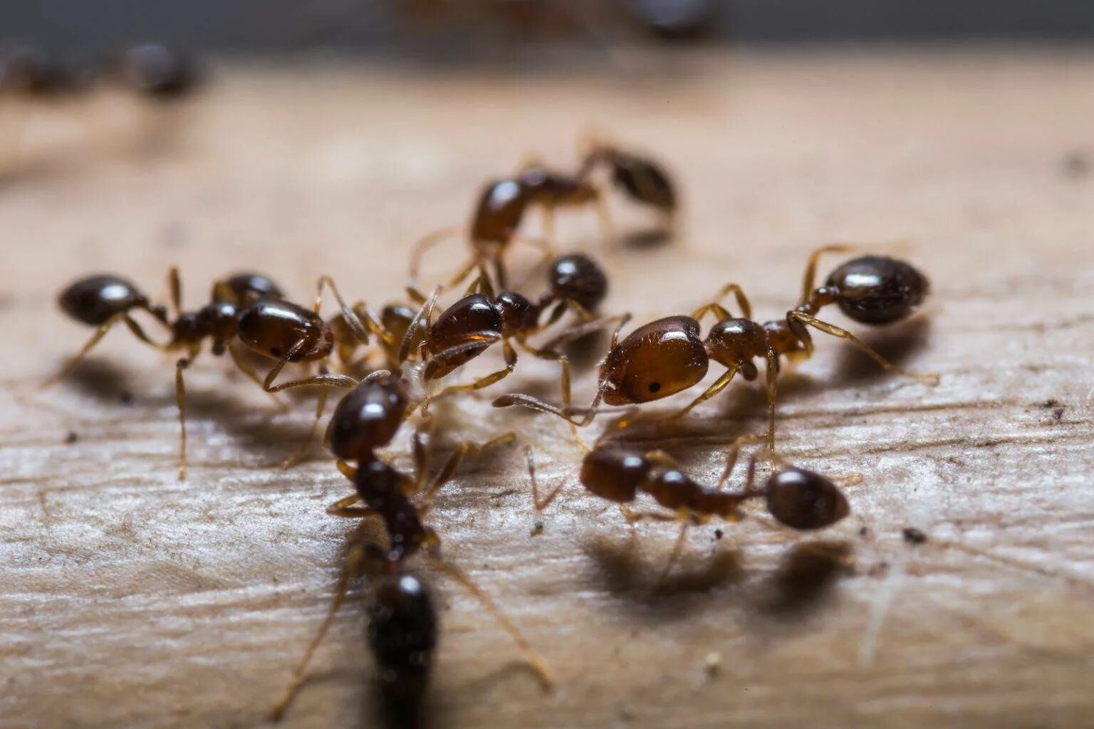 Борьба с муравьями в доме. 20 Квадриллионов муравьев. Solenopsis Invicta. Фараоновые муравьи Муравейник. Cataglyphis bombycina.