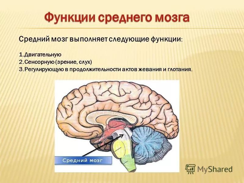 Функции среднего мозга 8 класс биология. Средний мозг строение и функции. Особенности строения и функции среднего мозга. Строение среднего мозга в головном мозге кратко. Основные структуры и функции среднего мозга.