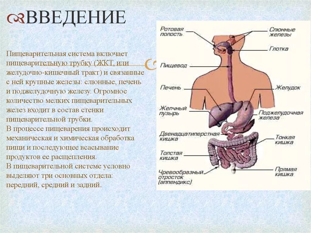 Пищеварительная железа выполняющая барьерную функцию. Общее строение пищеварительной системы человека. Схема органы железы пищеварительной системы и их функции. Пищеварительная система пищеварительный канал и железы. Пищеварительная система пищеварительная трубка.