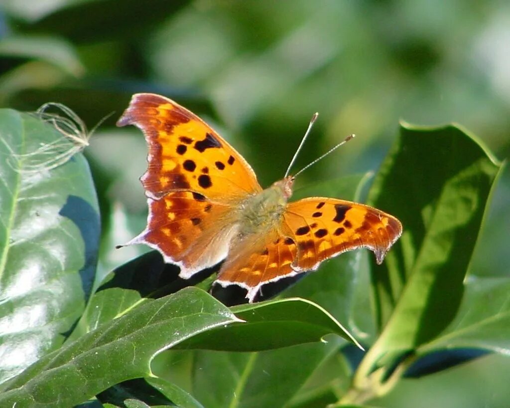Аполлон фельдера бабочка. Семейство бабочек 7 букв. Бабочка перламутровка. Миграция бабочек монархов. Графиум агамемнон.