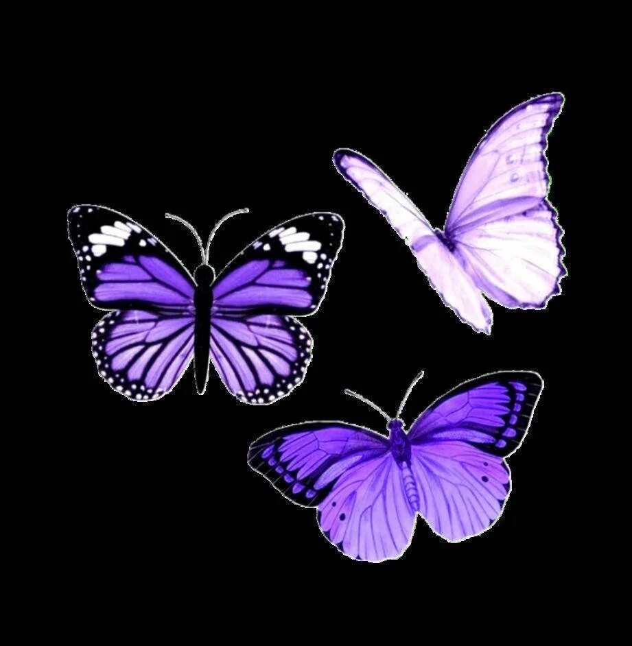 Фиолетовые бабочки картинки. Сиреневые бабочки. Бабочка фиолетовая. Бабочка на темном фоне. Сиреневые бабочки Эстетика.