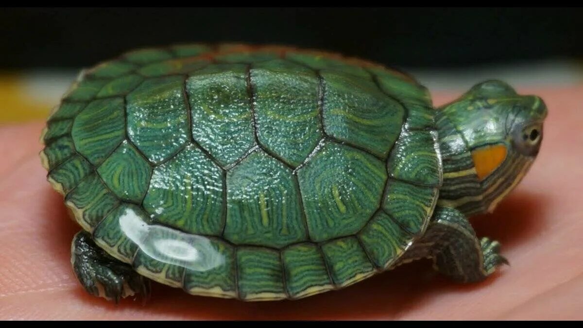 Черепаха уход кормление. Красноухая черепаха. Американская красноухая черепаха. Дом для красноухой черепахи. Черепашки красноухие в домашних.