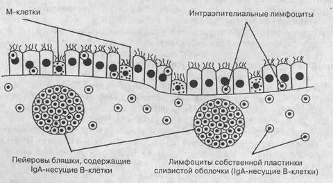 Групповые фолликулы