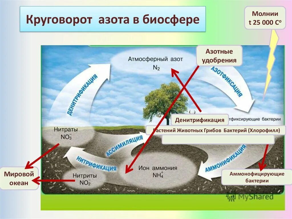 Углекислый газ функции в биосфере. Круговорот азота в биосфере. Круговорот азота фосфора и кислорода. Круговорота азота, фосфора, воды, углерода в биосфере,. Круговорот азота и углерода в природе схема.