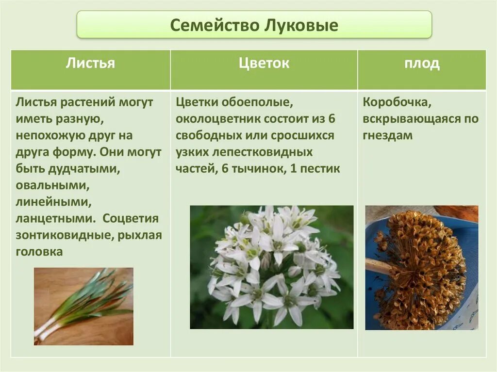 Тест класс однодольные 7 класс. Семейство однодольных растений луковые. Семейство луковые (Alliaceae). Характеристика семейства луковые. Строение семейства луковых.