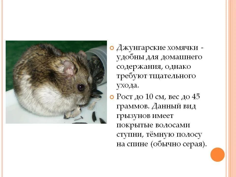 Джунгарский хомяк стандарт окрас. Джунгарик описание. Рассказ про хомяка. Интересные факты о джунгариках. Джунгарик описание.