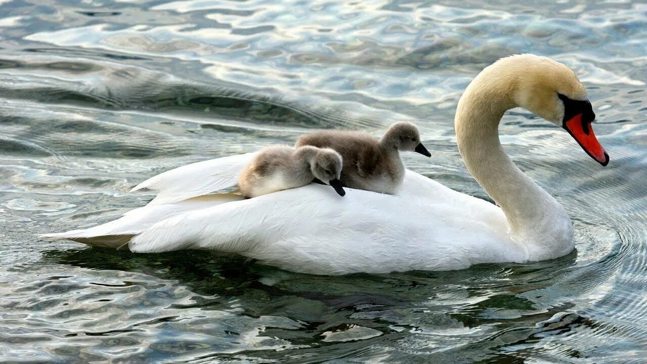 Swan. Swans группа логотип. Swans co. Рассвет и лебедь фон. Три лебедя.