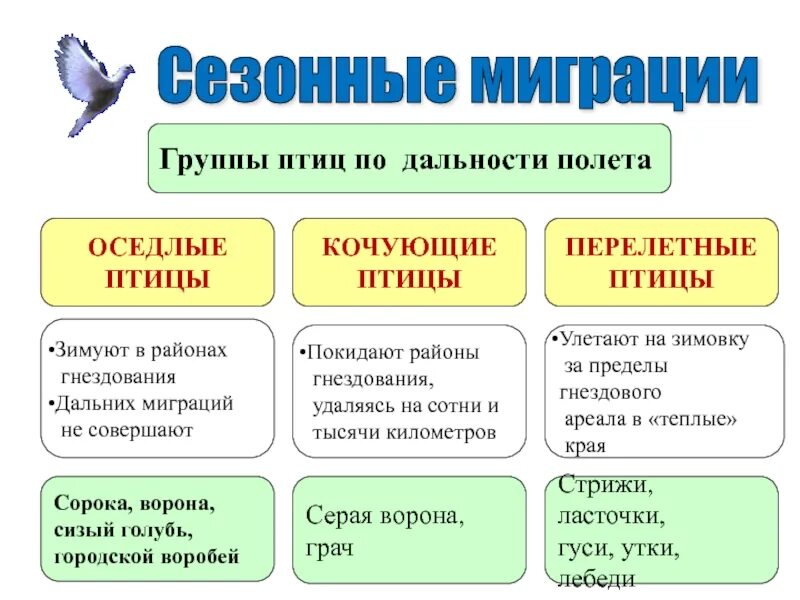 Приведите примеры птиц