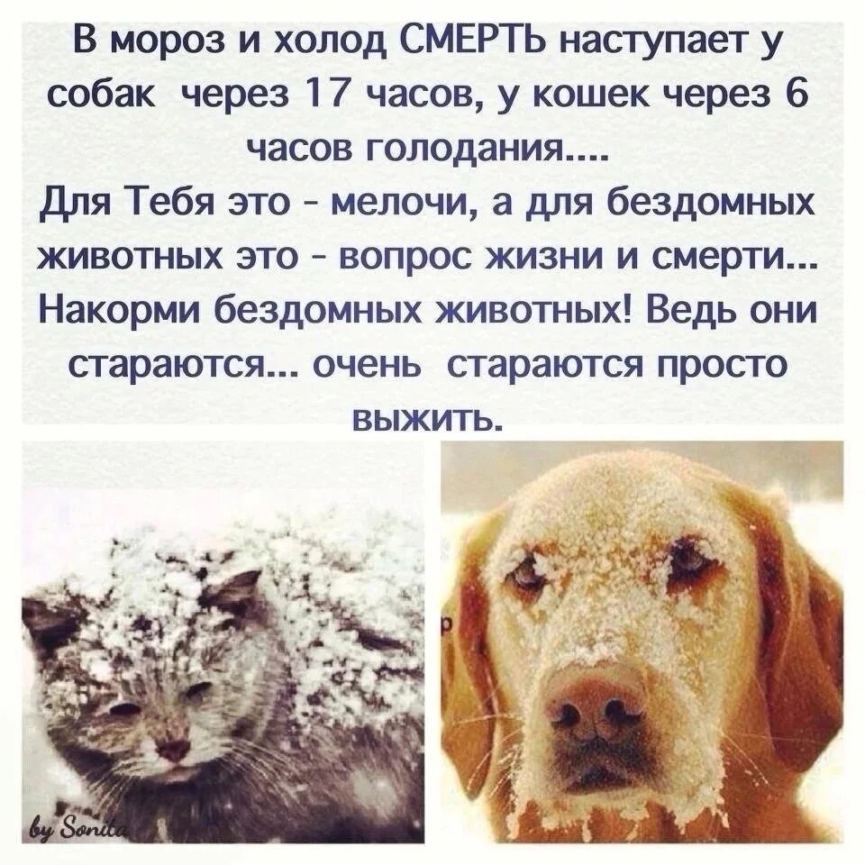 Почему собака быстро