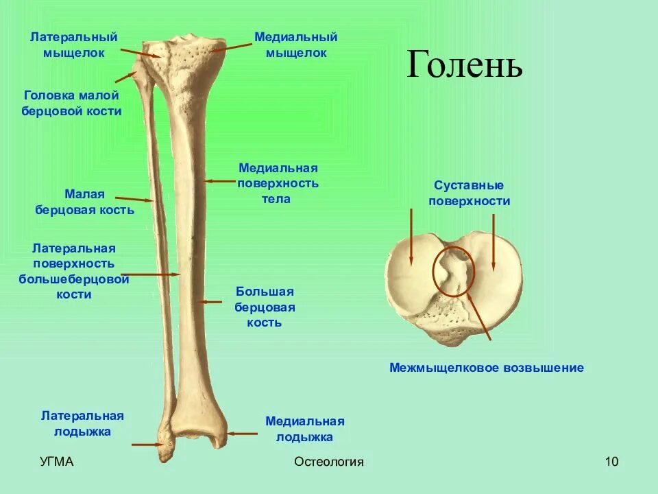 Проксимальный медиальный
