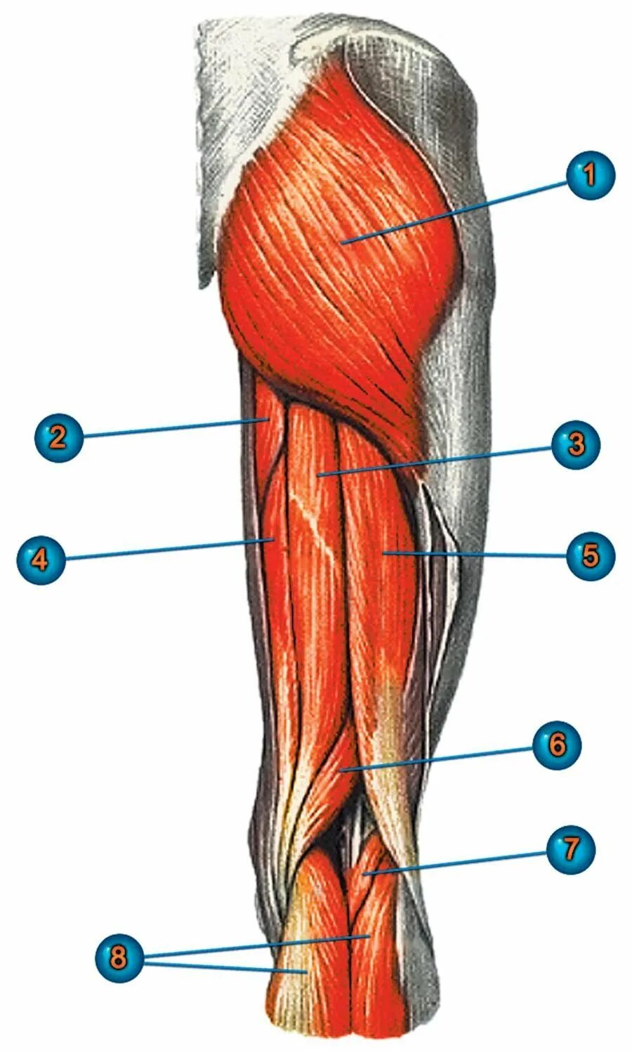 Сухожилие бедро задняя. Двуглавая мышца бедра анатомия. Мышцы бедра задняя группа. Мышцы задней поверхности бедра анатомия. Бицепс бедра анатомия.