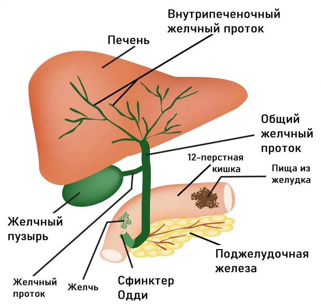 Почему выходит желчь. Желчный пузырь и желчные протоки. Внепеченочные протоки желчного пузыря. Пузырный проток желчного пузыря. Анатомия желчных протоков.