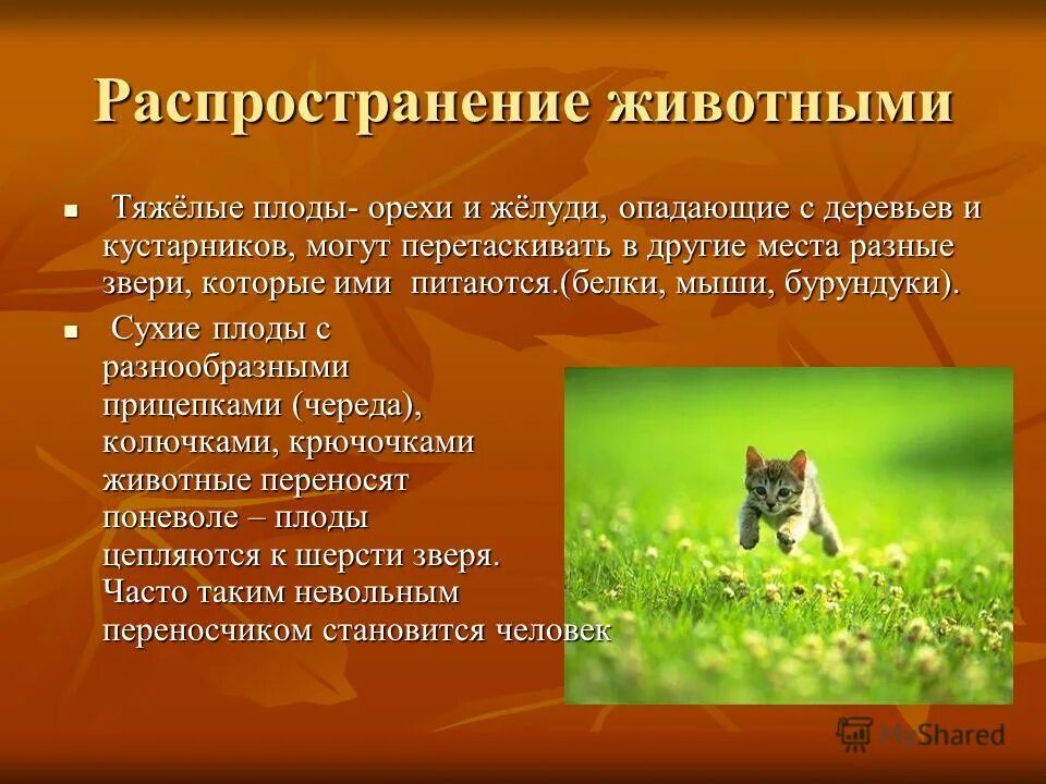 Типы распространения животных. Значение распространения животных. Животные распространяют семена. Какое значение имеет яркая окраска плодов вишни. Значение плодовых.