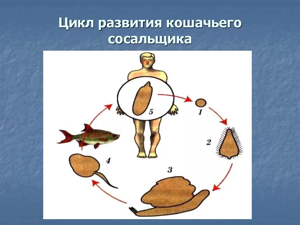 Цикл развития кошачьего сосальщика. Схема развития кошачьего сосальщика. Жизненный цикл кошачьего сосальщика схема. Цикл развития кошачьего сосальщика схема. Сколько промежуточных хозяев имеет кошачий сосальщик