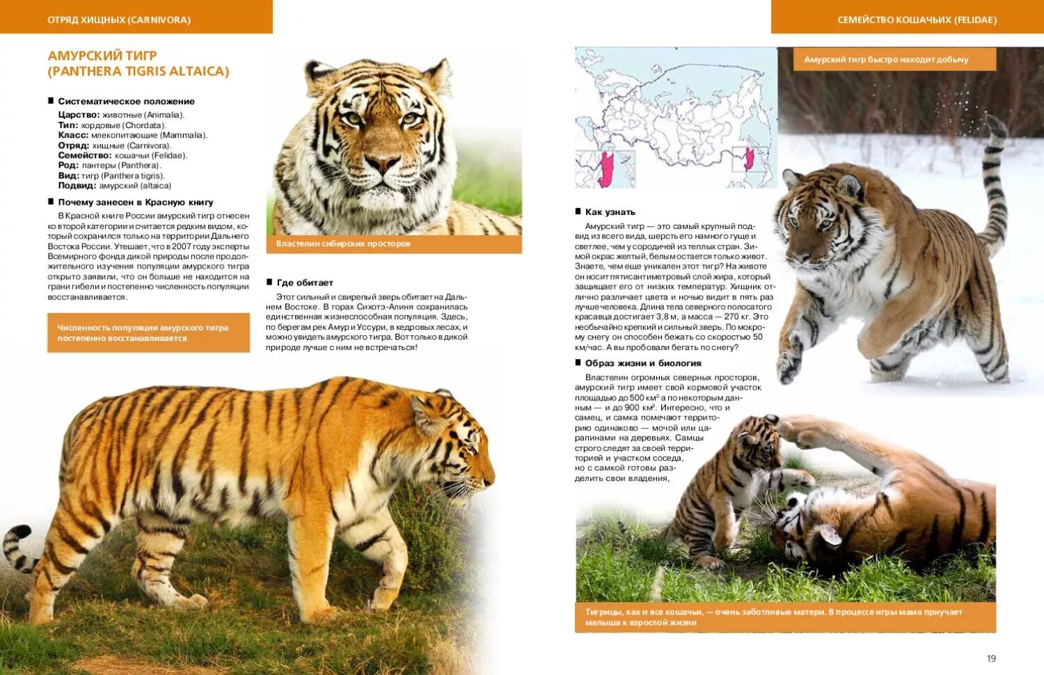 брошюра по биологии. стишки про домашних животных. буклеты с животными. брошюра про животных. буклет бешенство животных.