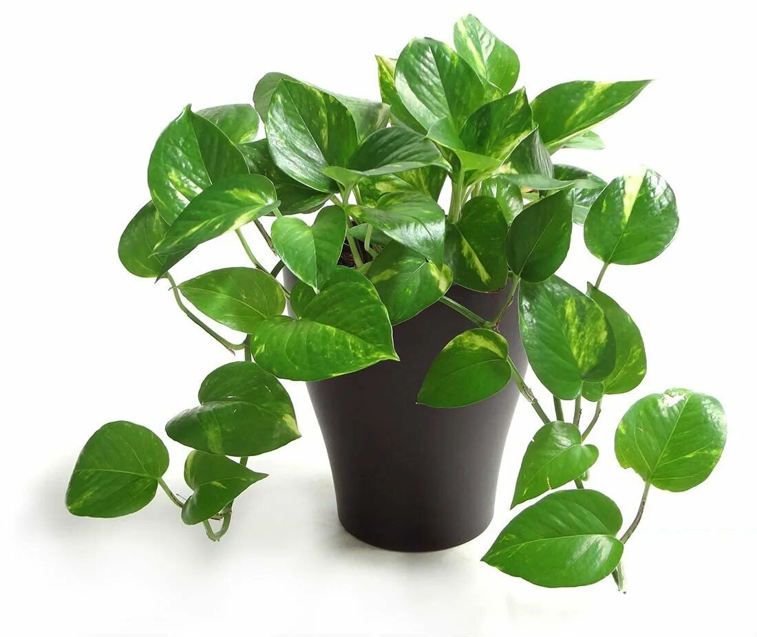 Мужегон удивление. Plant isolated