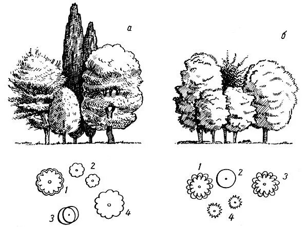 Древесно кустарниковая группа схема посадки. Схема древесно кустарниковых насаждений. Схема посадки древесно кустарниковых растений. Композиция древесно кустарниковых насаждений рисунок. 5 группа деревьев
