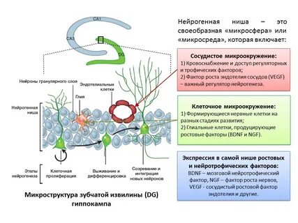 Нейрогенез