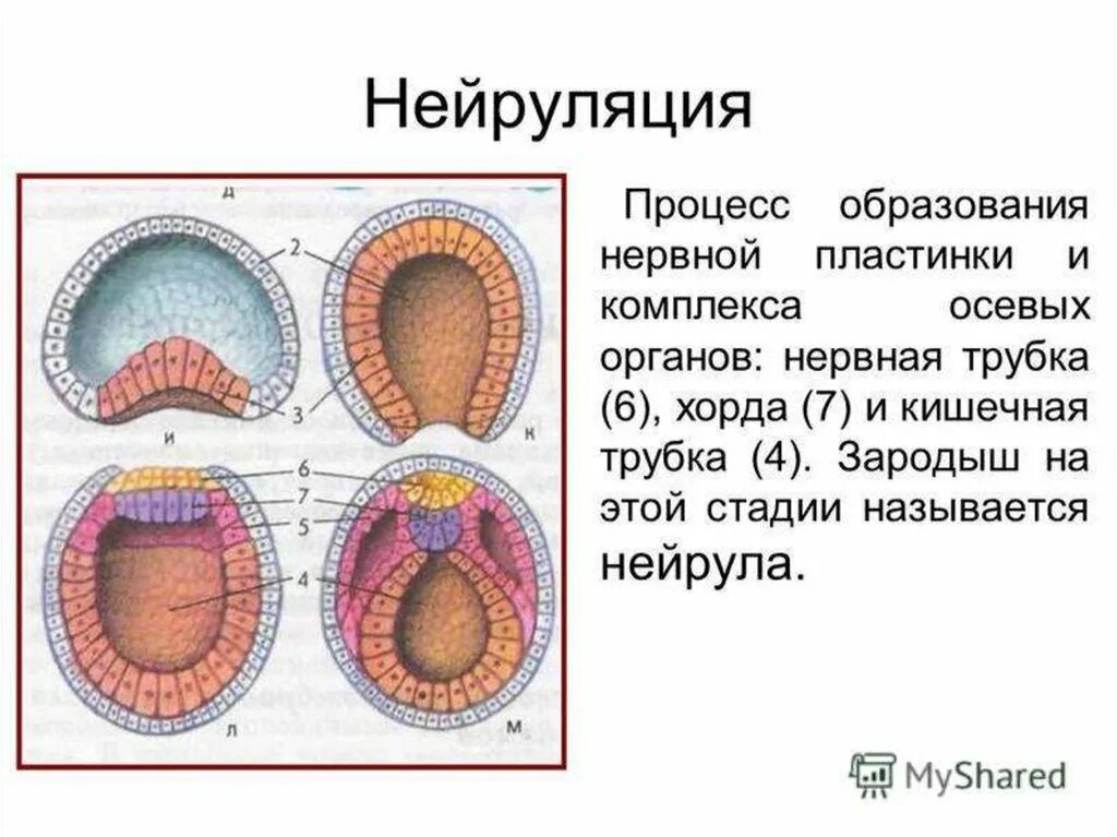 Формирование органов человека. Стадия нейрулы процессы. Процессы происходящие на стадии нейрулы. Дробление гаструляция нейруляция. Нейрула пищеварительная трубка.