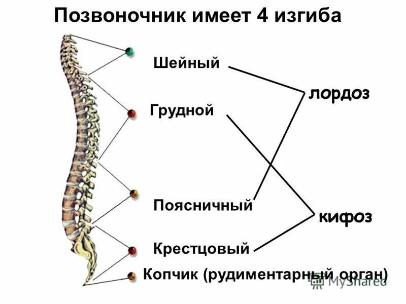 позвоночник и крестец строение анатомия. копчик рудиментарный орган. крестец и копчик анатомия. кукла крестец. анатомия крестцово копчикового отдела.