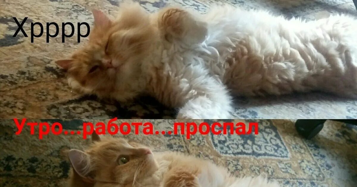 Доброе утро суббота картинки прикольные смешные. Доброе утро субботы прикольные. доброе утро субботы прикольные смешные. суббота картинки прикольные. доброе утречко прикольные суббота.