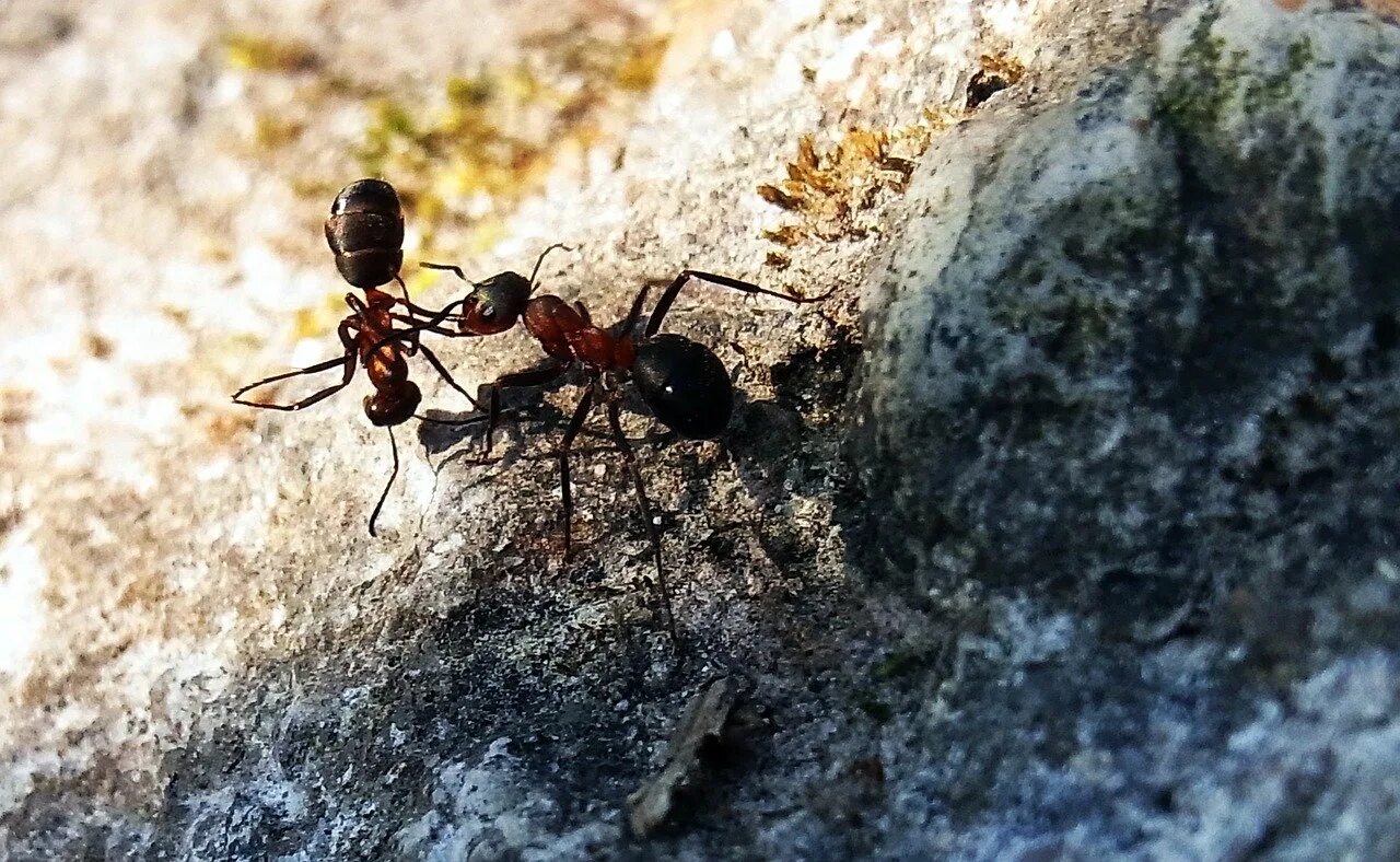 В небольшом муравейнике который. Формика Руфа Муравейник. Рыжий Лесной муравей Муравейник. Сурецкий муравей. Муравейник лесных муравьев.