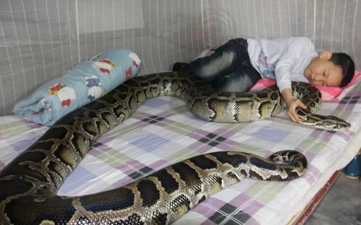 Woman wakes to find python in Kensington bed - BBC News
