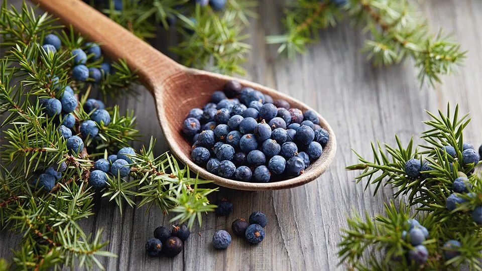 Practical Juniper Essential Oil Uses and Benefits, Plus Blends - Essential Bazaa