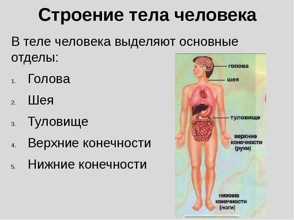 Структура органов человека. Структура тела человека биология. Структура тела человека биология 8 класс. Строение тела человекк. Строение человека итело.