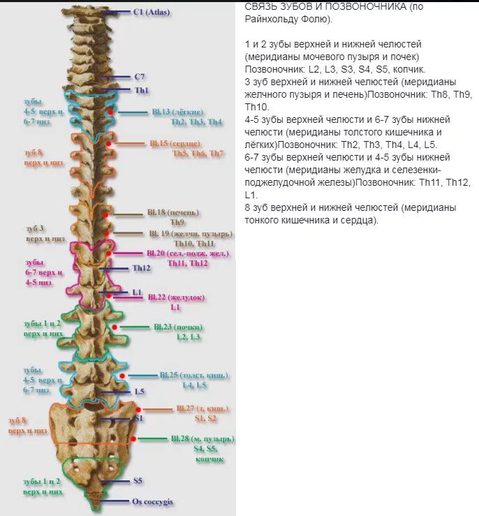 Связь зубов с органами. Связь зубов и позвоночника. Зубы и позвоночник связь. Зубы и позвоночник взаимосвязь. Меридиан позвоночника.