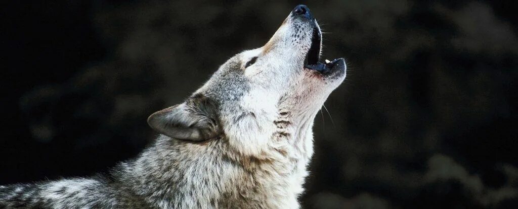 Воющий волк. Кенайский волк canis lupus alces. Вой волчицы слушать. Вой волчицы слушать. Гордый волк.