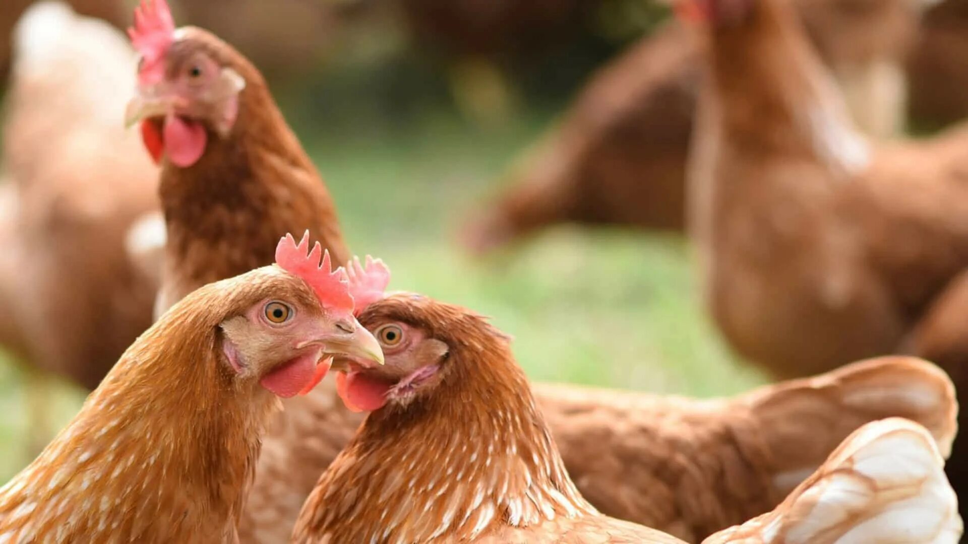 5 chickens. 5 chickens