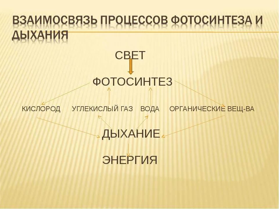 Отношение углекислого газа к воде. Схема фотосинтеза и дыхания растений 6 класс. Взаимосвязь фотосинтеза и дыхания 6 класс. Взаимосвязь фотосинтеза и дыхания схема. Взаимосвязь процессов дыхания и фотосинтеза.