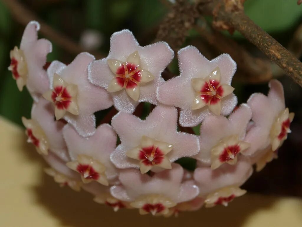 Хойя карноза фото. Хойя карноза. Хойя карноза фото. Хойя карноза фото. Хойя карноза челси.