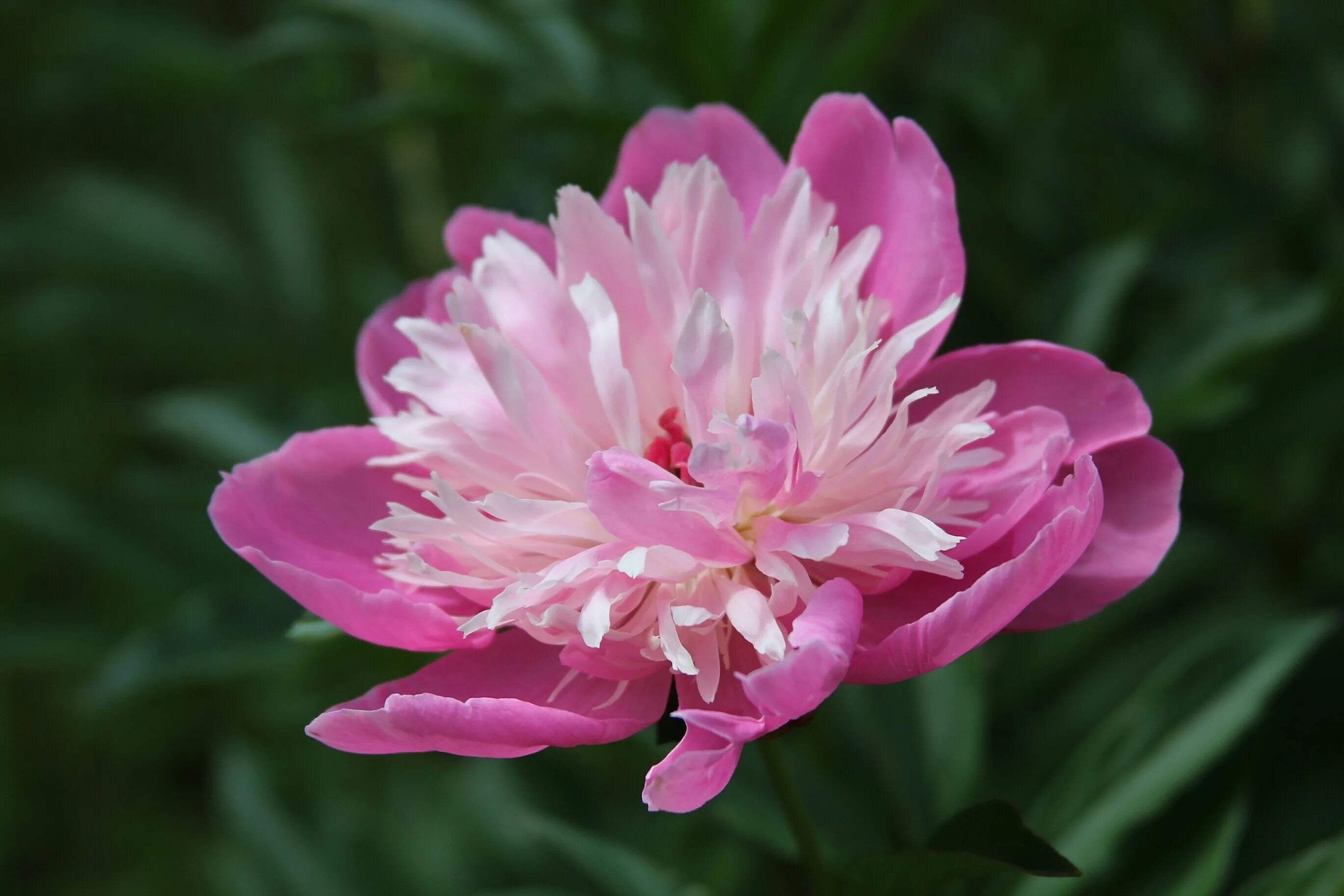 Роскошные пионы. Роскошь пионов. Роскошь пионов. Пион большая роскошь. Пионы букет 2022.