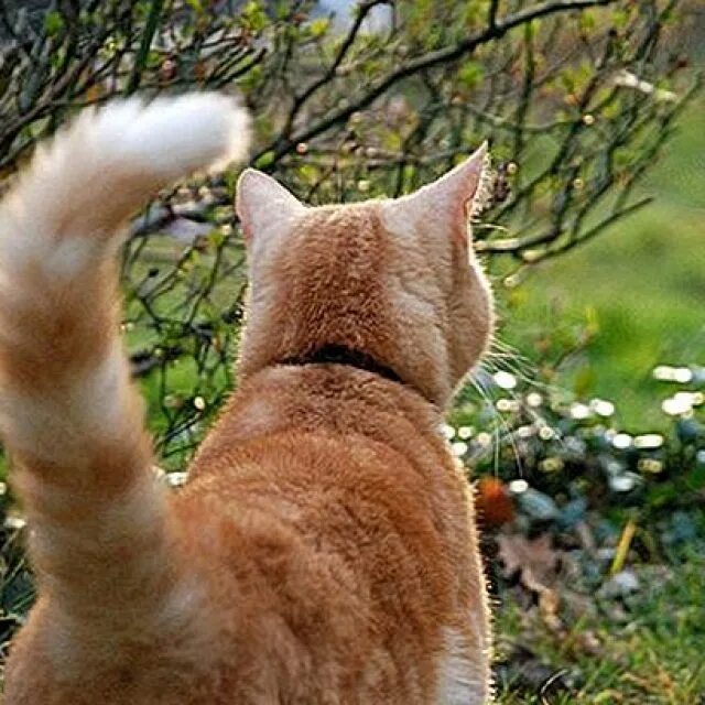 Хвост кошки. Хвост собаки. Коты виляют хвостом. Кошка подергивает хвостом. Кошачий хвост.