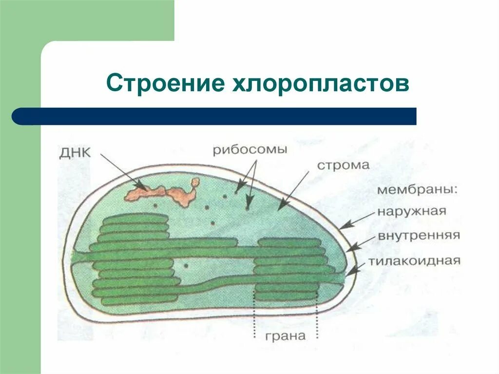 Какого строение хлоропласта. Строение хлоропласта 6 класс биология. Строение хлоропласта Строма. Строение хлоропласта ЕГЭ биология. Строение хлоропласта рисунок с подписями.