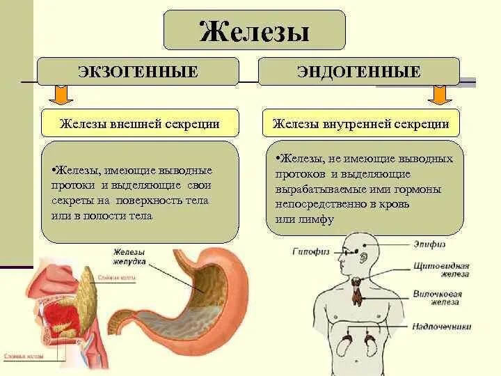 Органы внешней секреции человека. Железы внутренней секреции функции в организме человека. Железы внешней секреции вырабатывают гормоны. Железы внешней секреции экзогенные. Внешней секреции функции гормонов.