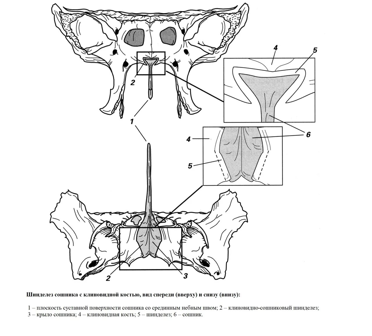 Сошник кость. Клиновидная кость и сошник. Соединение клиновидной кости и сошника. Сошник и клиновидная кость соединение. Сошник клиновидной кости.