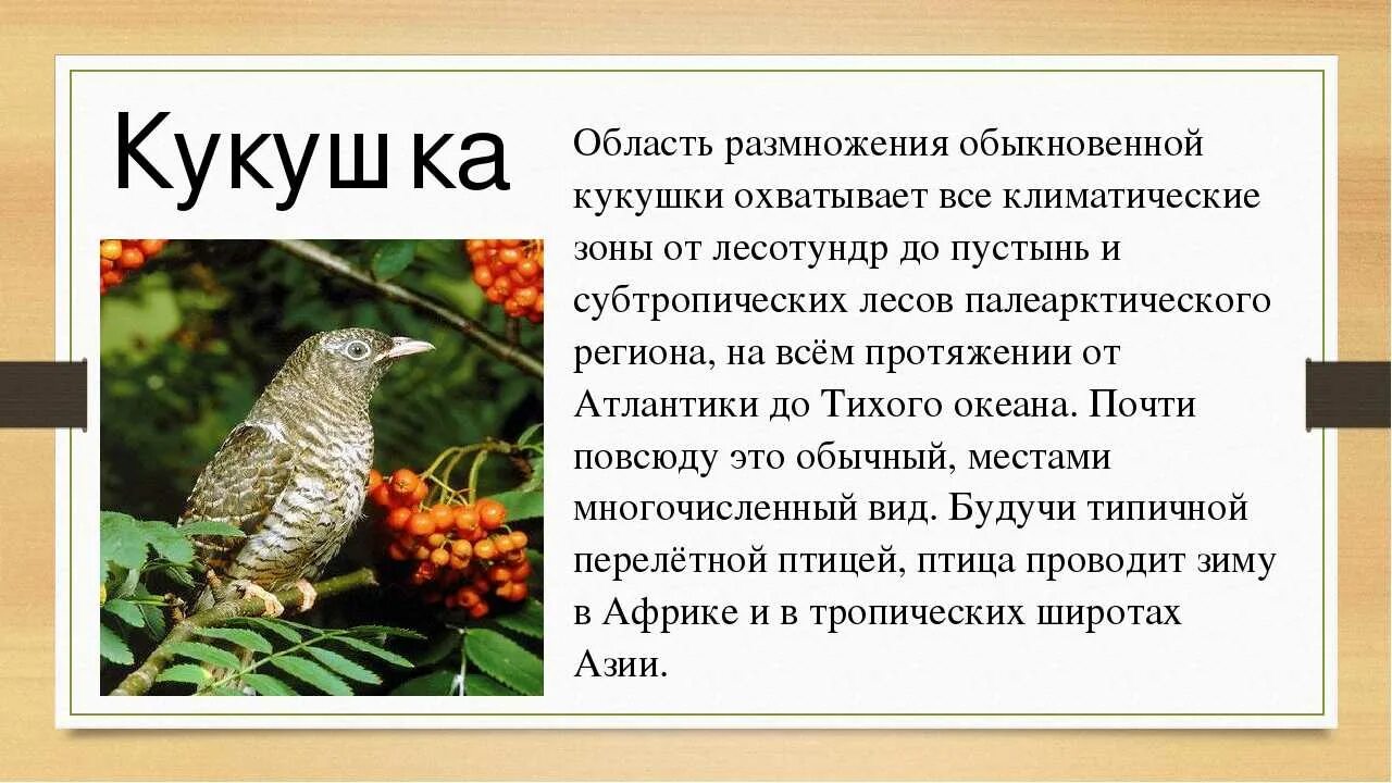 Кукушка жизнь птицы. Кукушка описание. Кукушка для детей. Жизнь кукушки. Жизнь кукушки кратко.