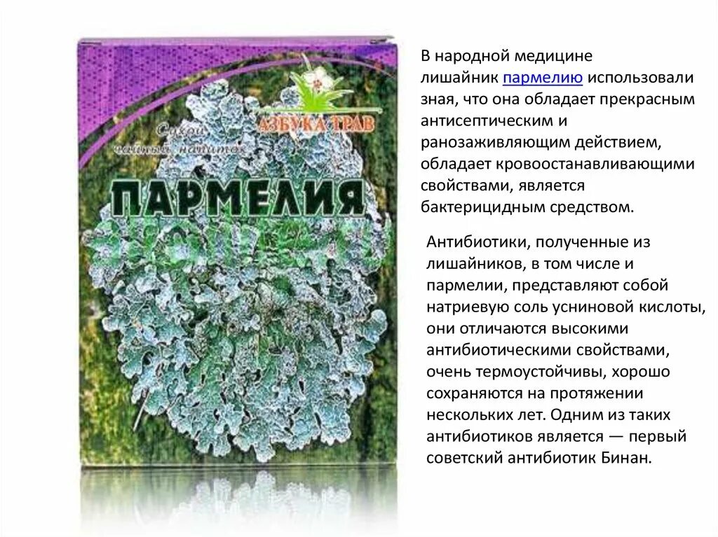 Полезный лишайник. Листоватый пармелия. Лишайник пармелия лечебные. Лишайник пармелия блуждающая. Мох пармелия лечебные.