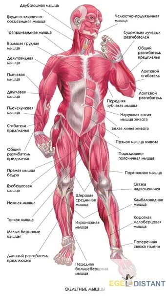 Биология строение мышц. Строение человека мышцы анатомия. Мышцы тела человека 8 класс биология. Мышечная система человека строение мышц. Распределите мышцы по группам